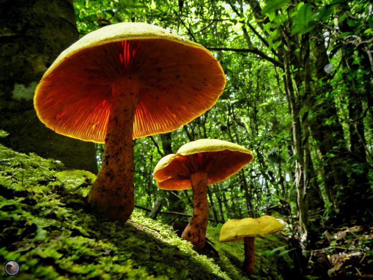 Valle Escondido Nature Reserve Hotel & Farm Monteverde Екстериор снимка