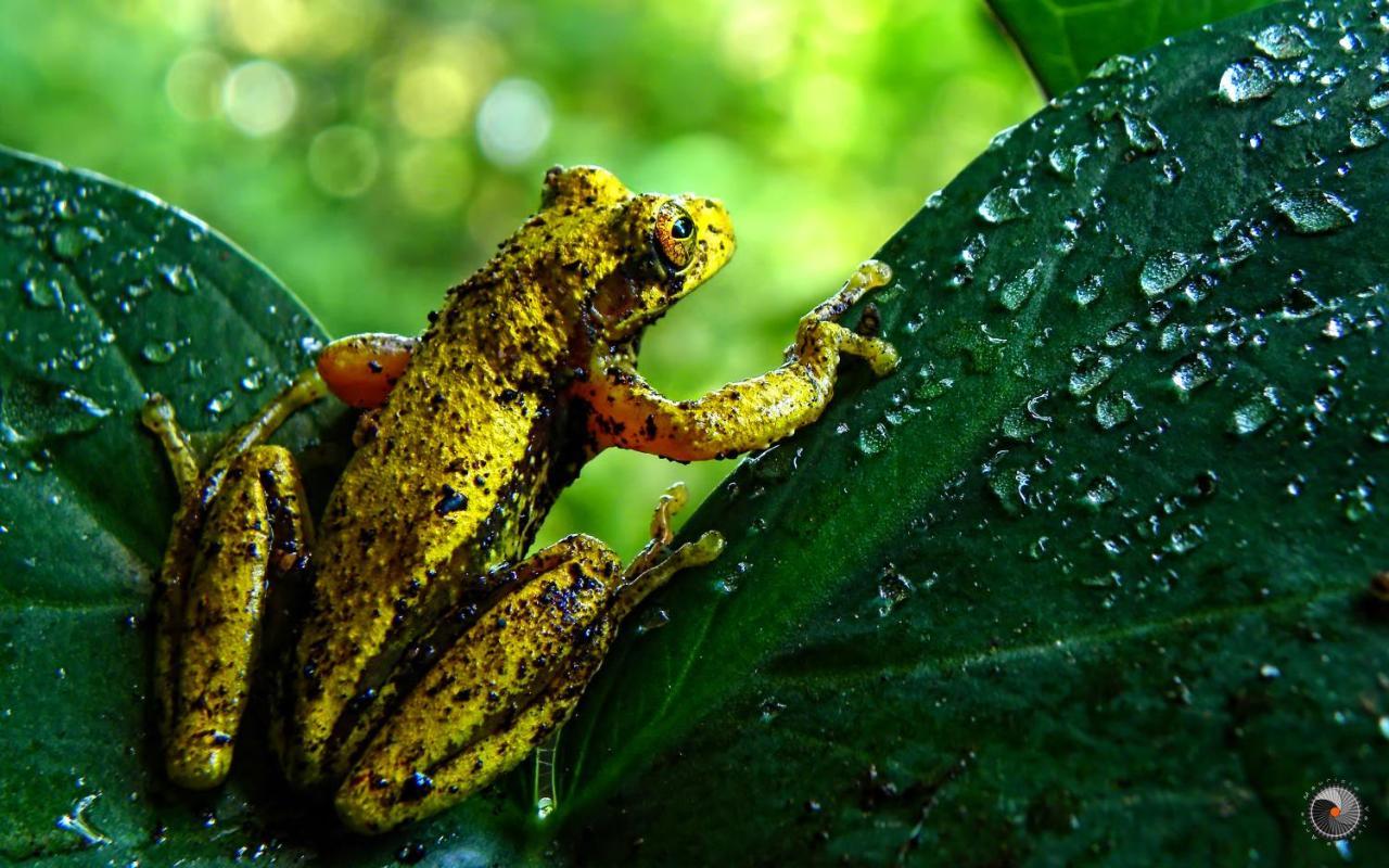 Valle Escondido Nature Reserve Hotel & Farm Monteverde Екстериор снимка